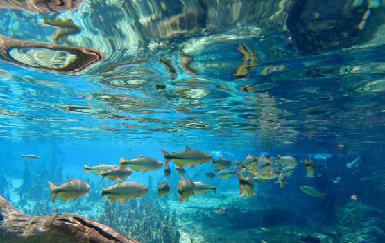 Bonito 5 Dias e 4 Noites 